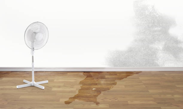 Best Water damage contractors near me  in New Albany, OH